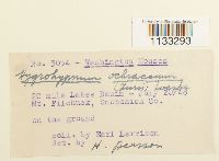 Hygrohypnum ochraceum image