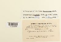 Hygrohypnum ochraceum image