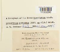 Hygrohypnum ochraceum image