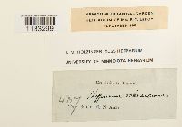 Hygrohypnum ochraceum image