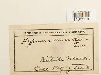 Hygrohypnum ochraceum image