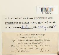 Hygrohypnum ochraceum image