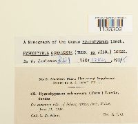 Hygrohypnum ochraceum image