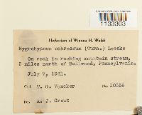 Hygrohypnum ochraceum image