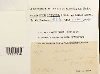 Hygrohypnum ochraceum image