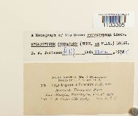 Hygrohypnum ochraceum image