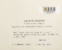 Hygrohypnum ochraceum image