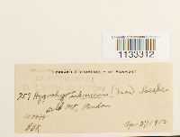 Hygrohypnum ochraceum image