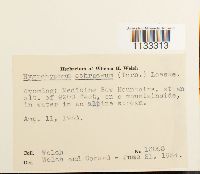 Hygrohypnum ochraceum image