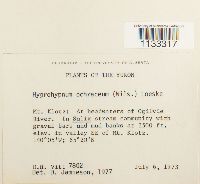 Hygrohypnum ochraceum image