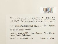 Hygrohypnum ochraceum image