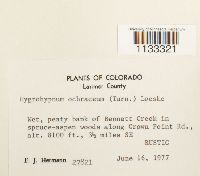 Hygrohypnum ochraceum image