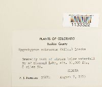 Hygrohypnum ochraceum image