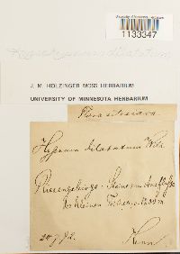 Hygrohypnum dilatatum image