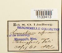 thumbnail image of current specimen
