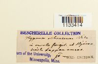 Hygrohypnum ochraceum image