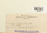 Hygrohypnum ochraceum image