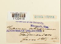 Hygrohypnum ochraceum image