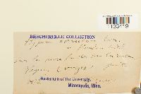 Hygrohypnum ochraceum image