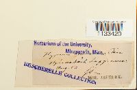 Hygrohypnum ochraceum image