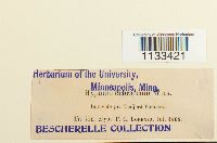 Hygrohypnum ochraceum image