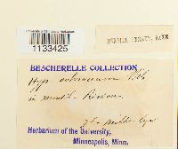 Hygrohypnum ochraceum image