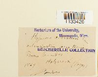 Hygrohypnum ochraceum image