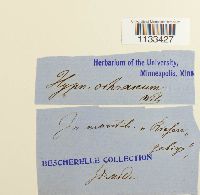 Hygrohypnum ochraceum image