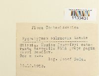 Hygrohypnum ochraceum image