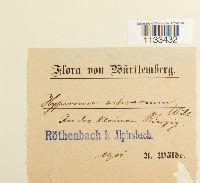 thumbnail image of current specimen