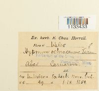 Hygrohypnum ochraceum image