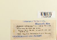 Hygrohypnum ochraceum image