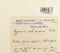 Hygrohypnum ochraceum image