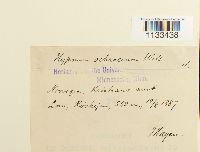 Hygrohypnum ochraceum image