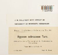 Hygrohypnum ochraceum image