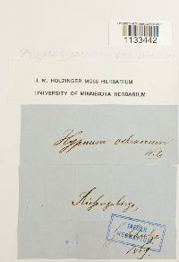 Hygrohypnum ochraceum image