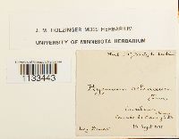 Hygrohypnum ochraceum image