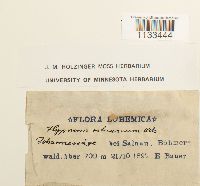 Hygrohypnum ochraceum image