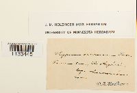 Hygrohypnum ochraceum image