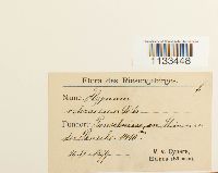 Hygrohypnum ochraceum image