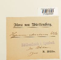 Thumbnail image of current specimen