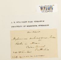 Hygrohypnum ochraceum image