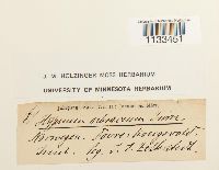 Hygrohypnum ochraceum image