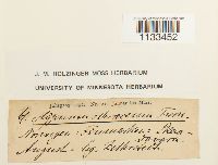 Hygrohypnum ochraceum image