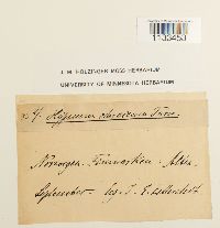 Hygrohypnum ochraceum image