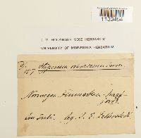 Hygrohypnum ochraceum image