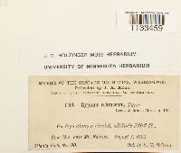 Hygrohypnum ochraceum image