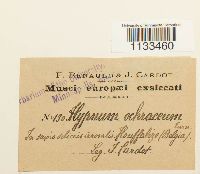 Hygrohypnum ochraceum image