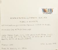 Hylocomiastrum pyrenaicum image