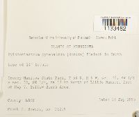 Hylocomiastrum pyrenaicum image